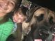 English Mastiff Puppies for sale in Summerville, SC, USA. price: NA