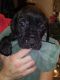 English Mastiff Puppies for sale in Monticello, MN, USA. price: $1,000