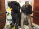 English Mastiff Puppies for sale in Calumet, MI 49913, USA. price: NA