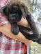 English Mastiff Puppies for sale in Withee, WI 54498, USA. price: $1,200