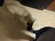 English Mastiff Puppies for sale in Killeen, TX, USA. price: NA