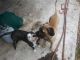 English Mastiff Puppies for sale in Houston, TX, USA. price: NA