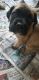 English Mastiff Puppies for sale in Ste. Genevieve, MO 63670, USA. price: $600