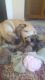 English Mastiff Puppies for sale in Inman, SC 29349, USA. price: $1,200
