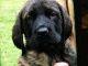 English Mastiff Puppies for sale in Sylvester, GA 31791, USA. price: $650