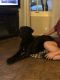 English Mastiff Puppies for sale in Antioch, CA, USA. price: NA