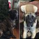 English Mastiff Puppies for sale in Bristol, CT 06010, USA. price: $1,800