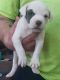 English Mastiff Puppies for sale in Burnettsville, IN 47926, USA. price: NA