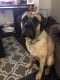 English Mastiff Puppies for sale in Clarion, PA 16214, USA. price: NA