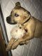 English Mastiff Puppies for sale in St Paul, MN, USA. price: $400