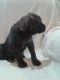English Mastiff Puppies for sale in Ionia, IA 50645, USA. price: $900