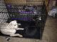 English Mastiff Puppies for sale in Gastonia, NC, USA. price: NA