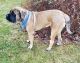 English Mastiff Puppies for sale in Versailles, OH 45380, USA. price: NA