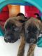 English Mastiff Puppies for sale in Rio, WI 53960, USA. price: $900