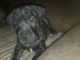 English Mastiff Puppies for sale in Carthage, TX 75633, USA. price: $1,100