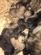 English Mastiff Puppies for sale in Irondale, OH, USA. price: NA