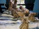 English Mastiff Puppies for sale in Chinook, WA 98614, USA. price: NA