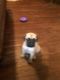English Mastiff Puppies for sale in Marlow, OK 73055, USA. price: $1,200