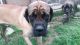 English Mastiff Puppies for sale in Buckhannon, WV 26201, USA. price: $800