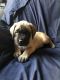 English Mastiff Puppies for sale in HILLTOP MALL, CA 94806, USA. price: NA