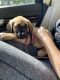 English Mastiff Puppies for sale in Palm Coast, FL, USA. price: NA