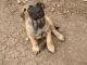 English Mastiff Puppies for sale in Harker Heights, TX, USA. price: NA
