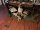English Mastiff Puppies for sale in Louisburg, NC 27549, USA. price: $1,200