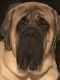 English Mastiff Puppies for sale in Cape Coral-Fort Myers, FL, FL, USA. price: NA