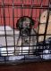 English Mastiff Puppies for sale in Woodbridge, VA 22191, USA. price: NA