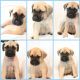 English Mastiff Puppies for sale in Port Byron, IL 61275, USA. price: NA