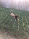 English Mastiff Puppies for sale in Temple, GA 30179, USA. price: $1,200