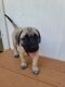 English Mastiff Puppies for sale in Fallbrook, CA 92028, USA. price: $1,200