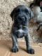 English Mastiff Puppies for sale in Tacoma, WA 98445, USA. price: NA