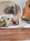 English Mastiff Puppies for sale in Grabill, IN 46741, USA. price: NA
