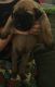 English Mastiff Puppies for sale in Ferdinand, IN 47532, USA. price: NA