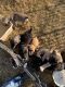 English Mastiff Puppies for sale in Dover, OK 73734, USA. price: NA