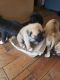 English Mastiff Puppies for sale in Rialto, CA 92377, USA. price: NA