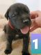 English Mastiff Puppies for sale in Carthage, TX 75633, USA. price: NA