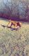 English Mastiff Puppies for sale in Enon, OH 45323, USA. price: NA