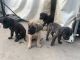 English Mastiff Puppies for sale in Compton, CA, USA. price: NA