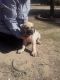 English Mastiff Puppies for sale in Litchfield Park, AZ, USA. price: NA