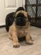 English Mastiff Puppies for sale in Hawkins, TX 75765, USA. price: NA