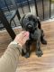 English Mastiff Puppies for sale in Bryson City, NC 28713, USA. price: $3,500