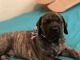 English Mastiff Puppies for sale in Ocala, FL 34470, USA. price: NA