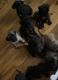 English Mastiff Puppies for sale in Ballston Lake, NY 12019, USA. price: NA