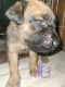 English Mastiff Puppies for sale in South Milwaukee, WI 53172, USA. price: $500
