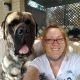English Mastiff Puppies for sale in Bedford, TX, USA. price: $1,500