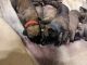 English Mastiff Puppies for sale in Lapeer, MI 48446, USA. price: NA