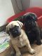 English Mastiff Puppies for sale in Mysuru, Karnataka, India. price: 40000 INR