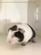 English Merino Guinea Pig Rodents for sale in Elmhurst, IL, USA. price: $15